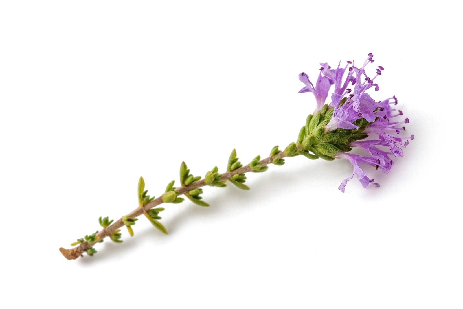 40 CONEHEAD THYME Thymus Capitatus Thymbra Mediterranean Herb Flower Seeds