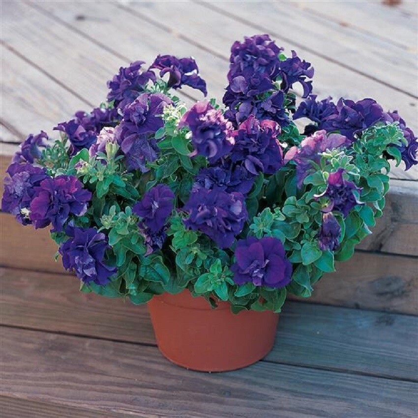 Pelleted Petunia Seeds Double Madness Blue 50 Pelleted Seeds