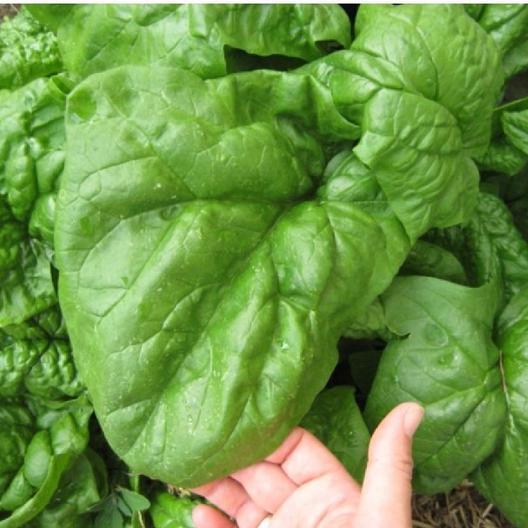 Giant Noble Spinach Seeds 100 – 1/2 LB Bulk Huge Leaves! Heirloom NON-GMO Big
