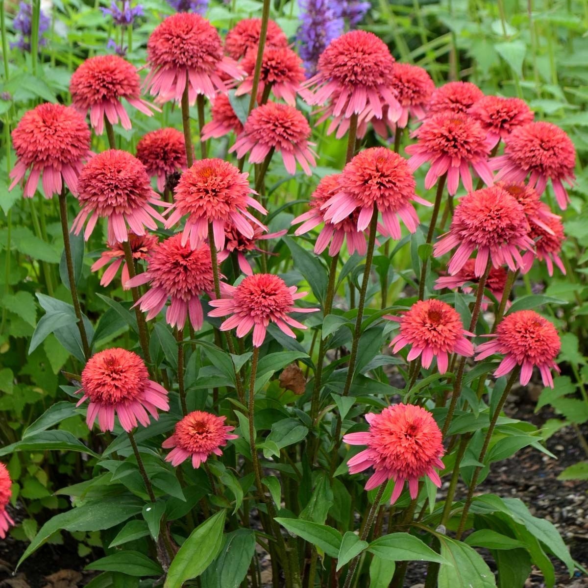 50 Raspberry Beret Coneflower Seeds Echinacea Perennial Seed Flowers US SELLER