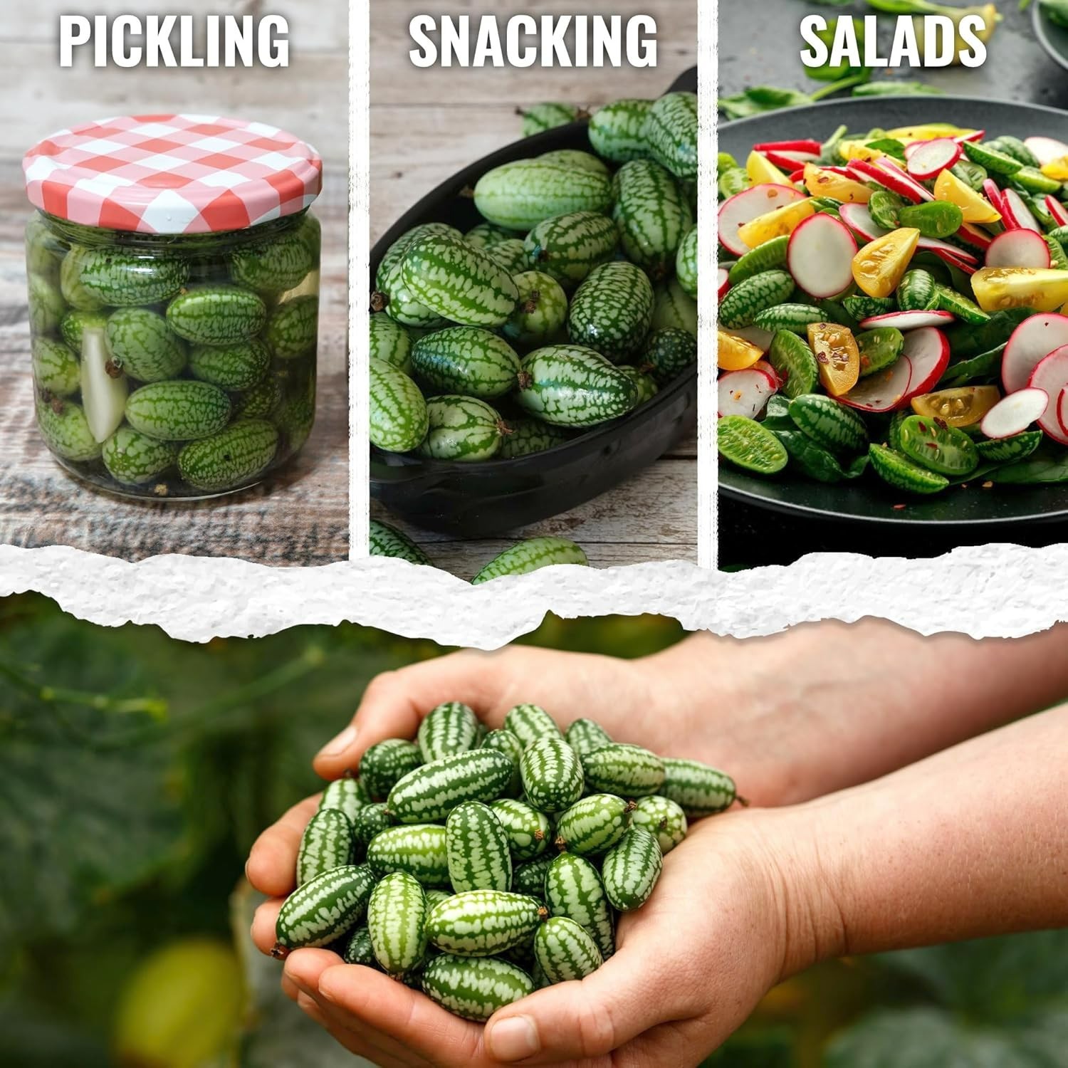 Cucamelon Seeds for Planting Mexican Sour Gherkin Miniature Mouse Melons – No…