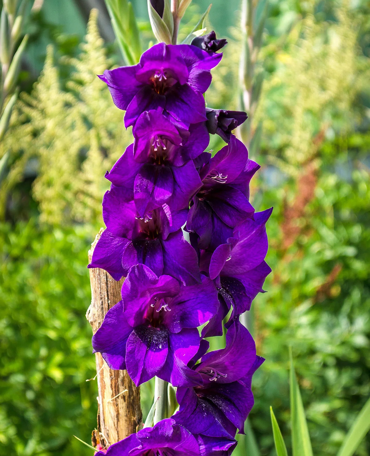 Purple Flora Gladiolus – 5 bulbs
