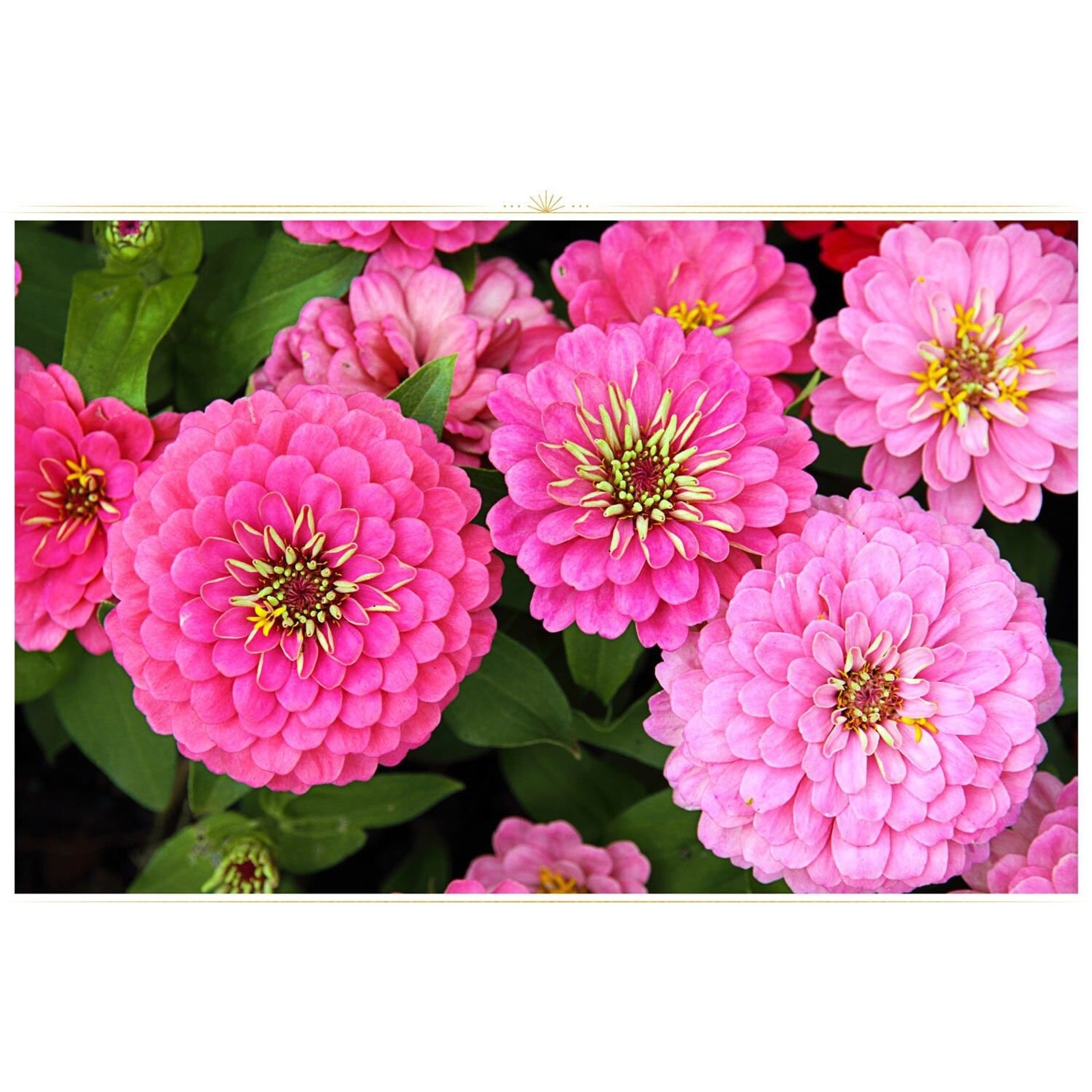 Dahlia Flower Mixture Zinnia Heirloom Seeds Great for Cut Flowers – 50 seeds