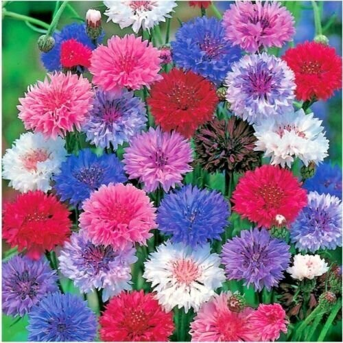 200 Bachelor Button Polka Dot Mix seeds. USA Seeds. Organic. Ships free