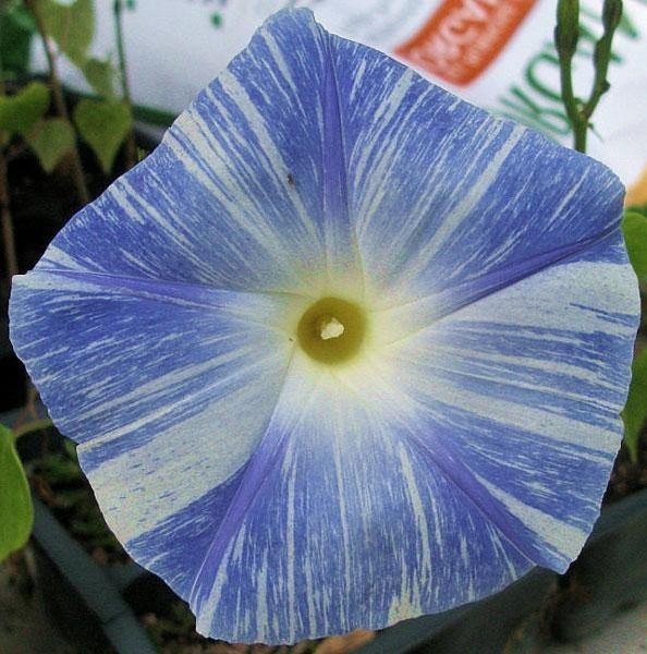 Ipomoea tricolor | Flying Saucers | 50 Seeds