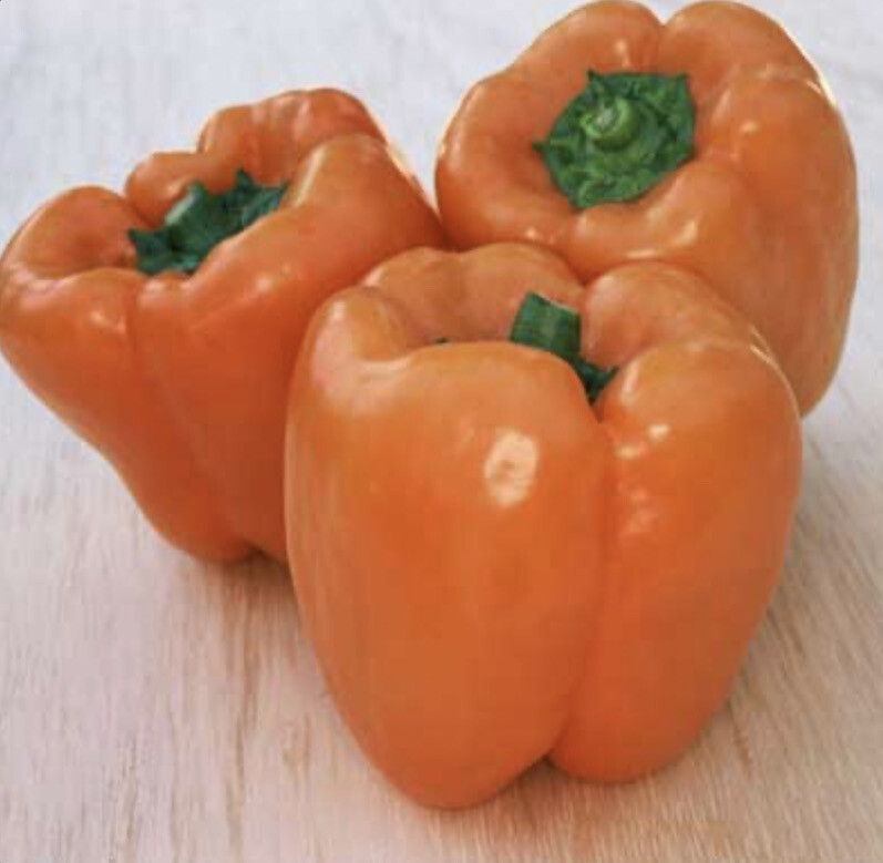 ORANGE SUN SWEET BELL PEPPER – ORGANIC – 20 SEEDS