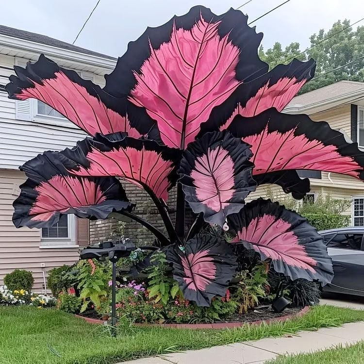 Hosta Seeds – 100+ Pink and Black Hosta Plants Seeds for Planting Outdoor