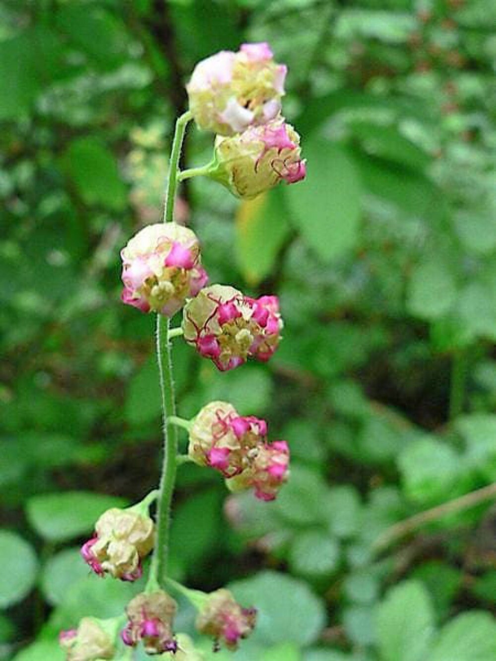25 FRINGECUP Tellima Grandiflora Odorata Bigflower Fringe Cup Pink Flower Seeds