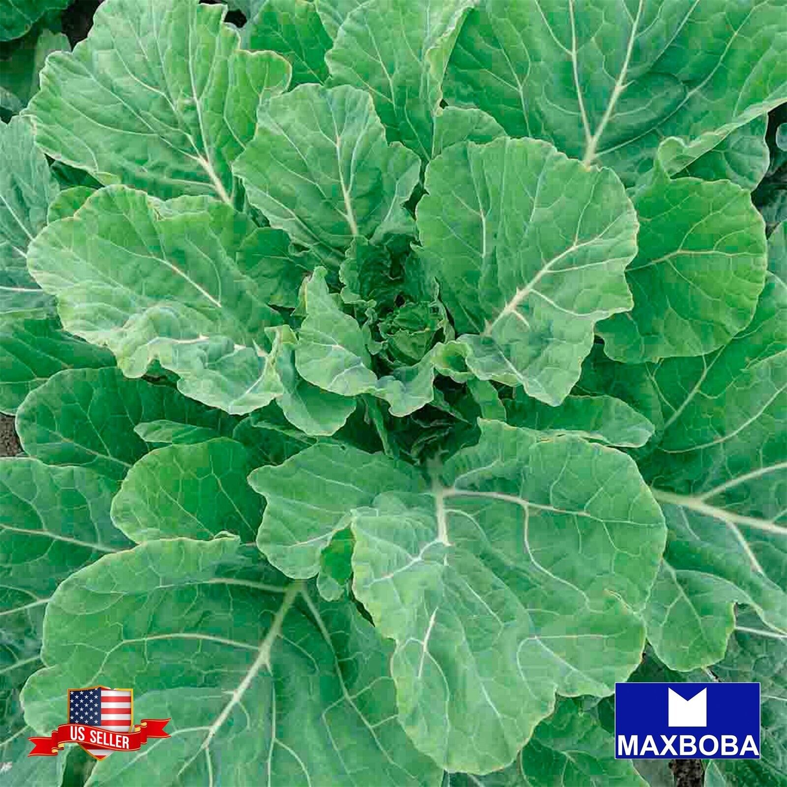 Premium Fresh 6400 Seeds Collard Georgia Southern Non-GMO Heirloom