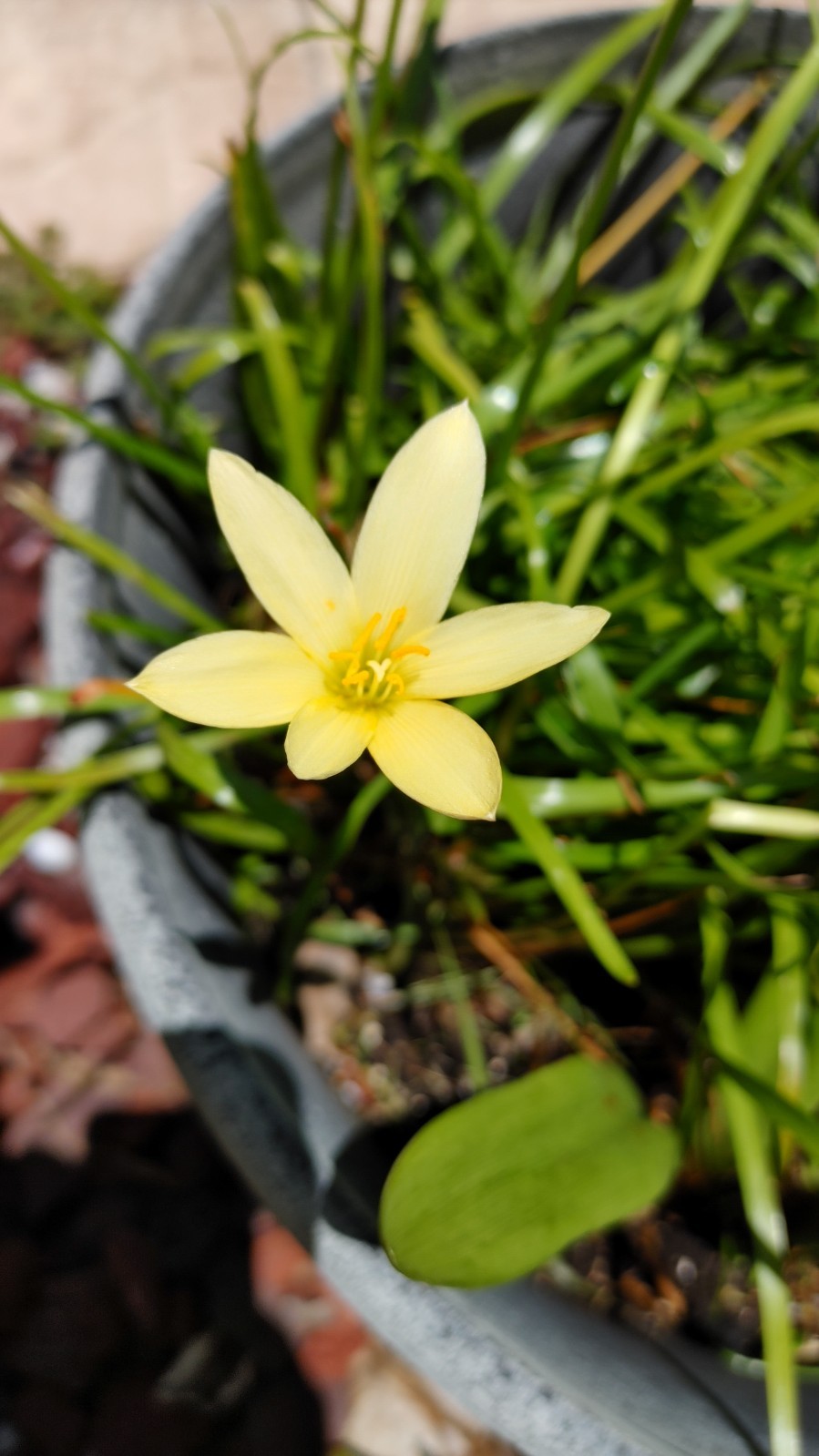 Rain Lily, Zephyranthes Pink, White, Yellow, Bulb or seed to chose from.