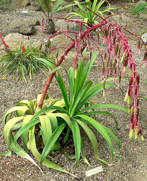 Beschorneria albiflora | White-Flowered Beschorneria | 5 Seeds