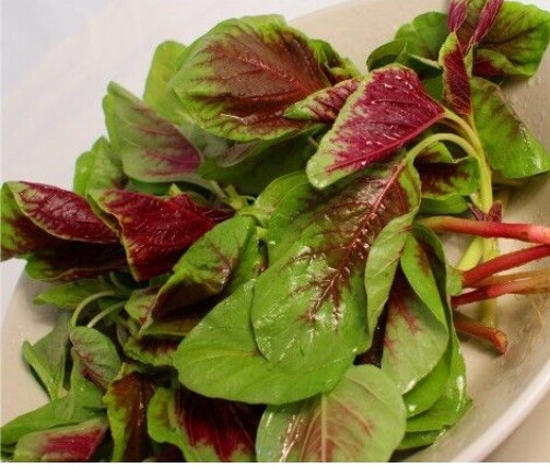FreeShip 4oz 120,000 Rau Den Red Stripe Leaf AMARANTH Seeds; Chinese Spinach 紅莧菜
