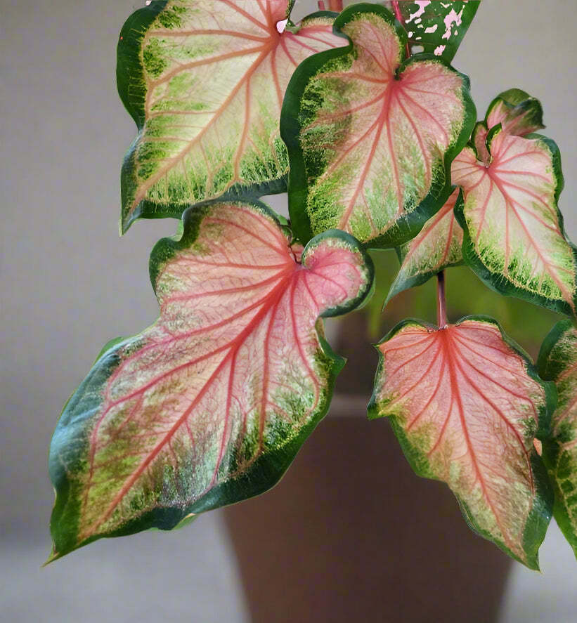 ‘Chinook’ Caladium 2026 Caladium of the Year (2 bulbs)