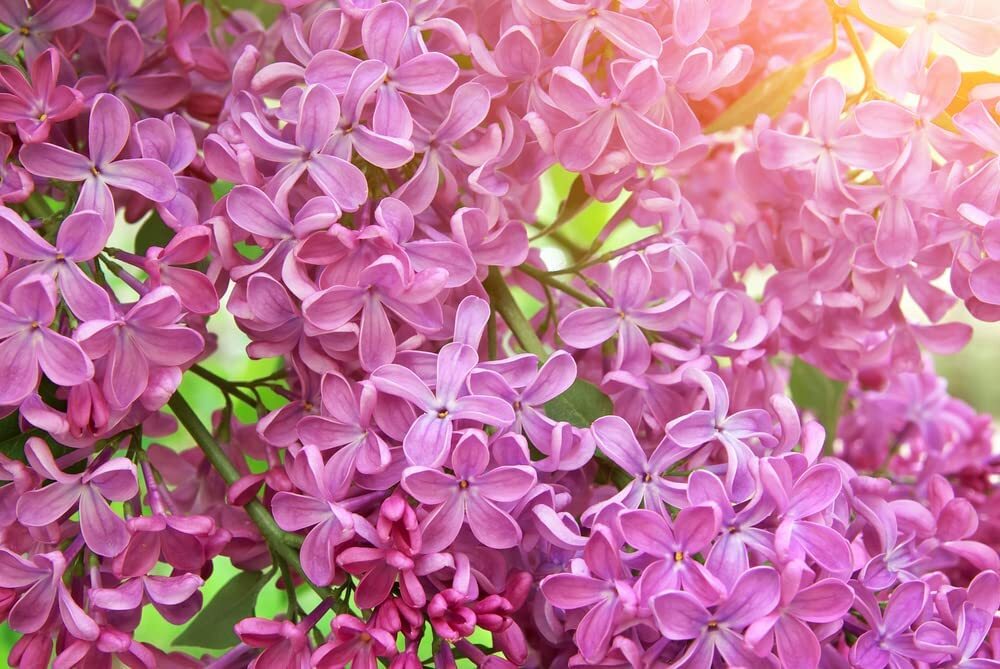 100 Early Pink Lilac Seeds for Planting Stunning Pink Blooms