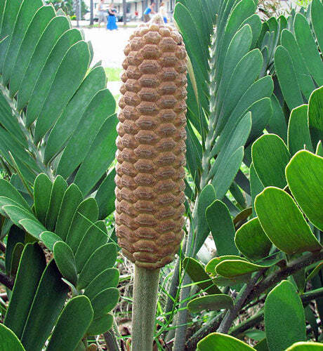 Zamia furfuracea | Cardboard Palm | Green Plant of Mystery | 5 Seeds