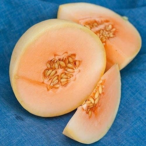 Honey Dew Melon Seeds (25+ Seeds)