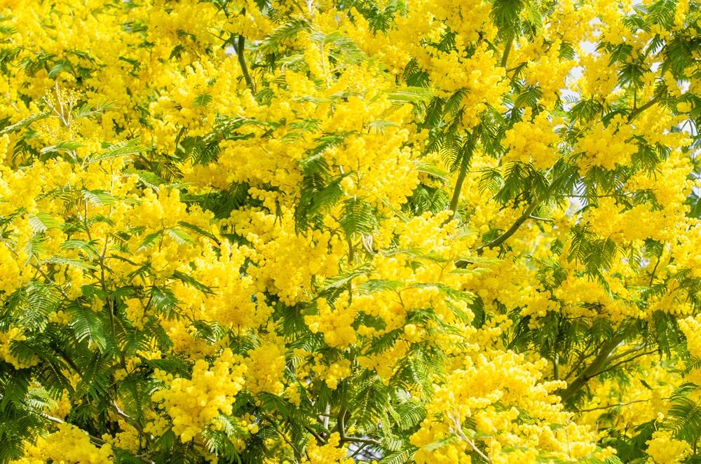 Golden Mimosa Tree Seeds for Planting – 30 Seeds – Acacia baileyana