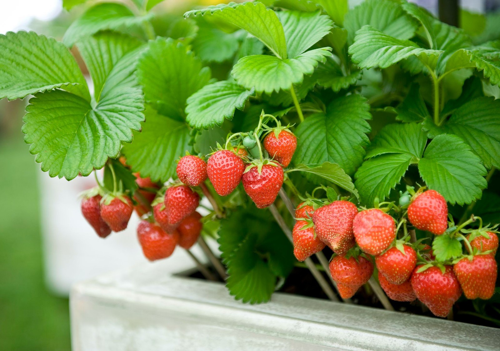 24 Strawberry Plants “Earliglow”-Excellent flavor(Pack of 24 Bare Root) Zone:4-8