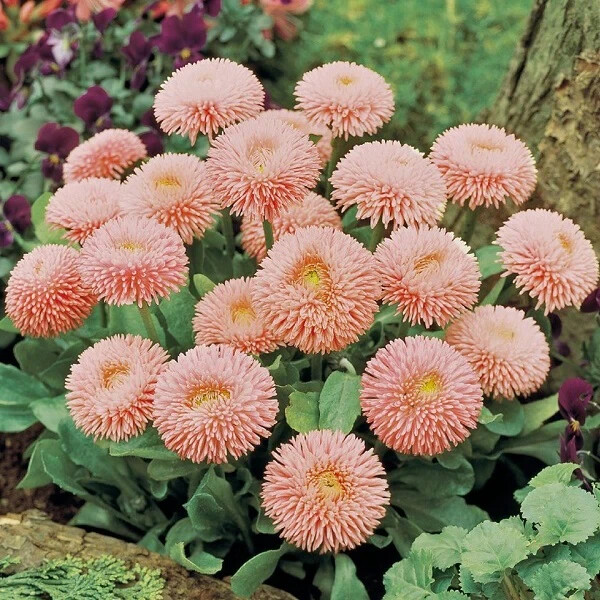200+ Peach English Daisy Seeds for Garden Planting – USA – FREE SHIPPING!