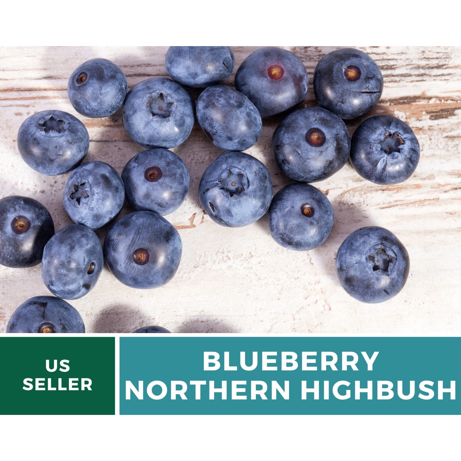 Berry Seed Collection (Elderberry • Blueberry • Strawberry) – Heirloom, Non-GMO