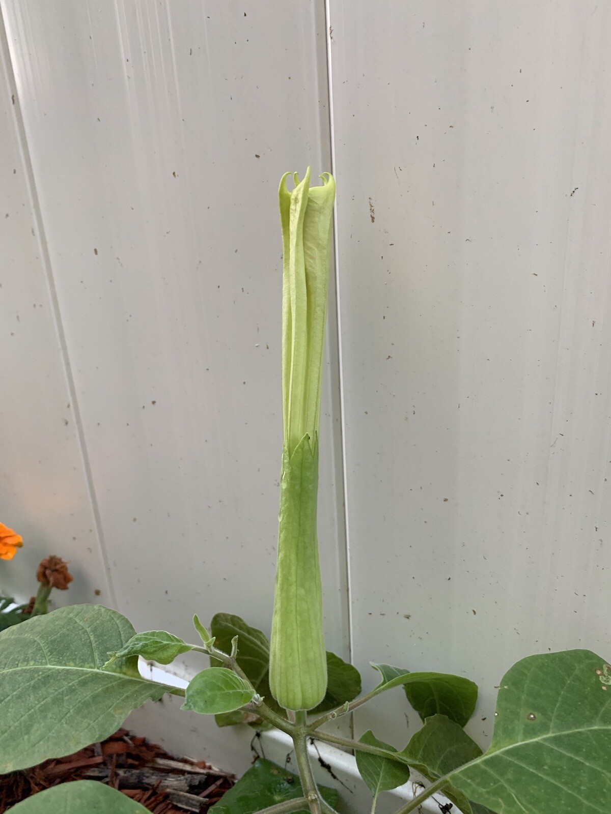 (50 SEEDS) White Moon Flower Angel’s Trumpet Night Bloom Datura. 2023 Seeds