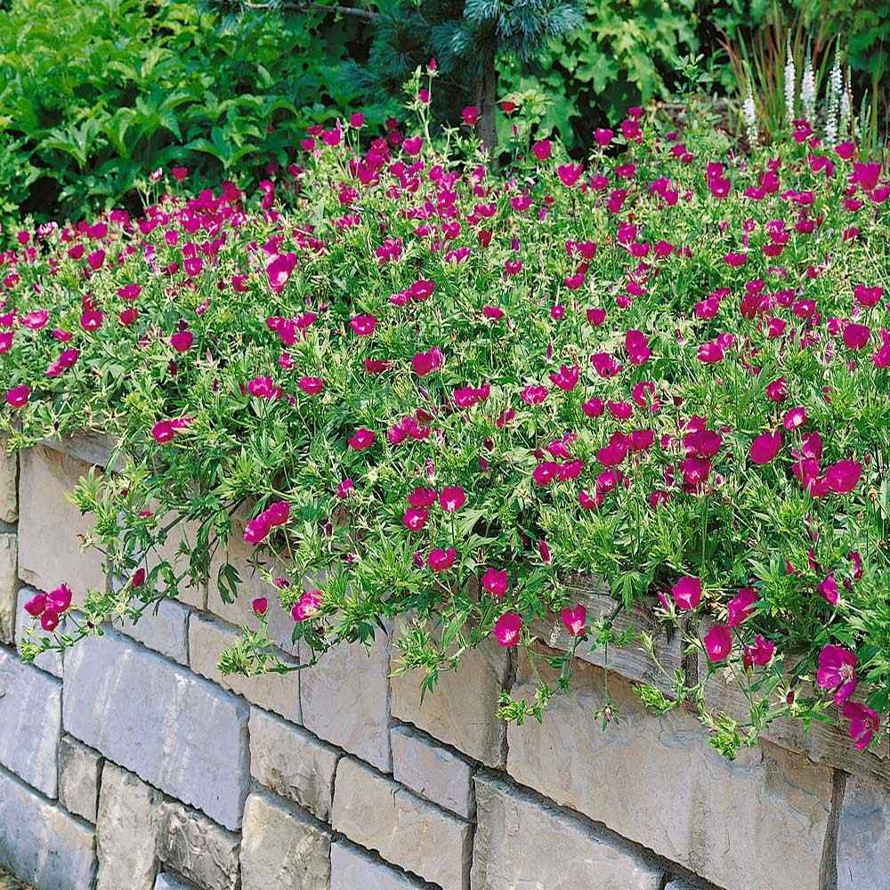 25 Seeds Callirhoe Purple Poppy Mallow Winecups Drought Tolerant Ground
