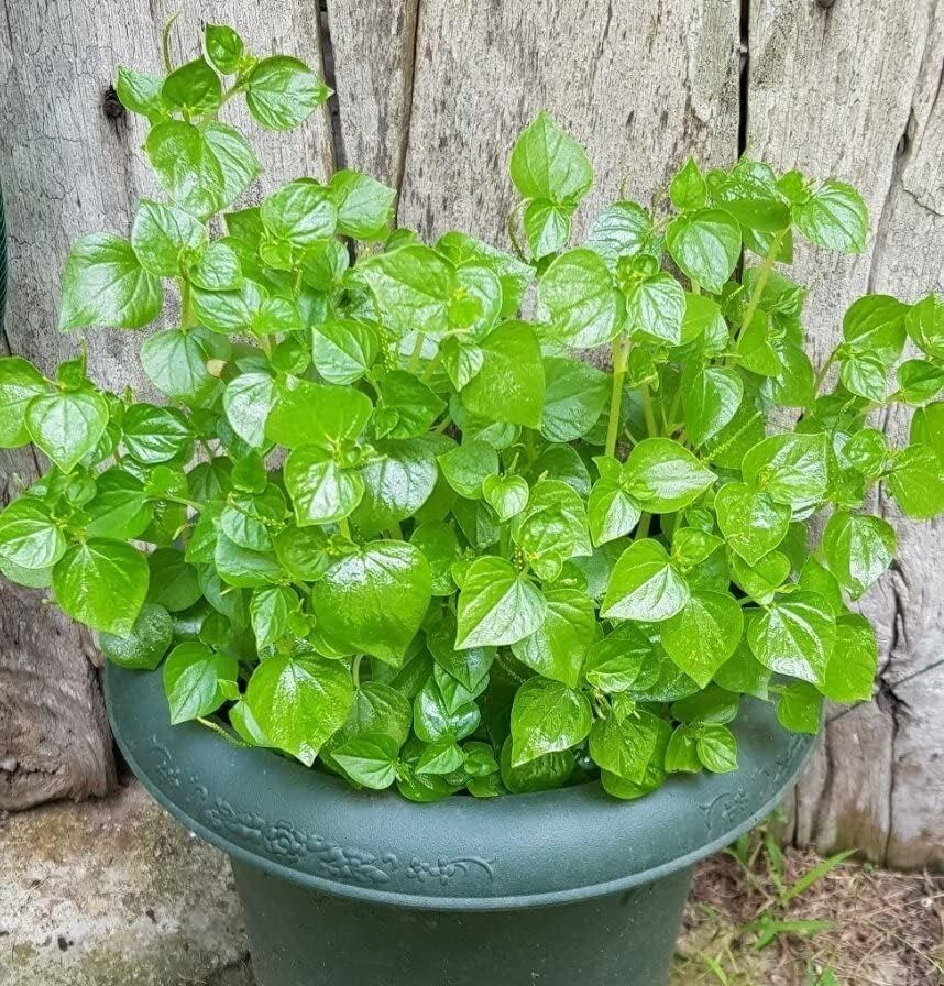 5000 Crab Claw Seeds – Rau Cang Cua – Herb Peperomia Pellucida Pansit Pansitan S