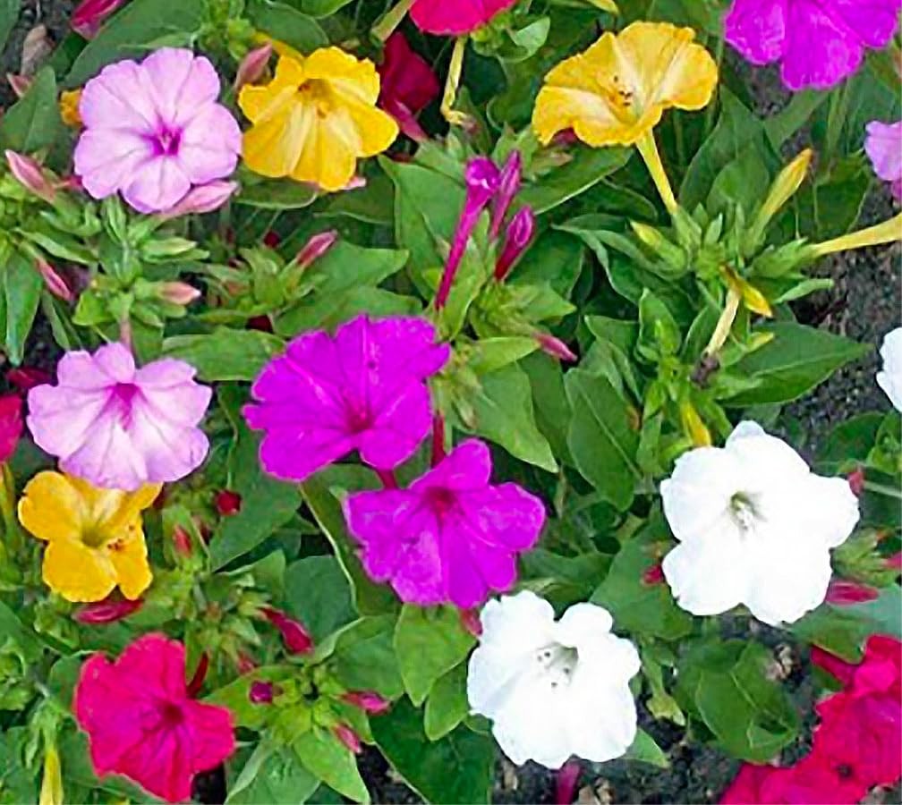 80 PCS Mixed Four O’Clock Seeds Tender Perennial Reseeds Easily Flower