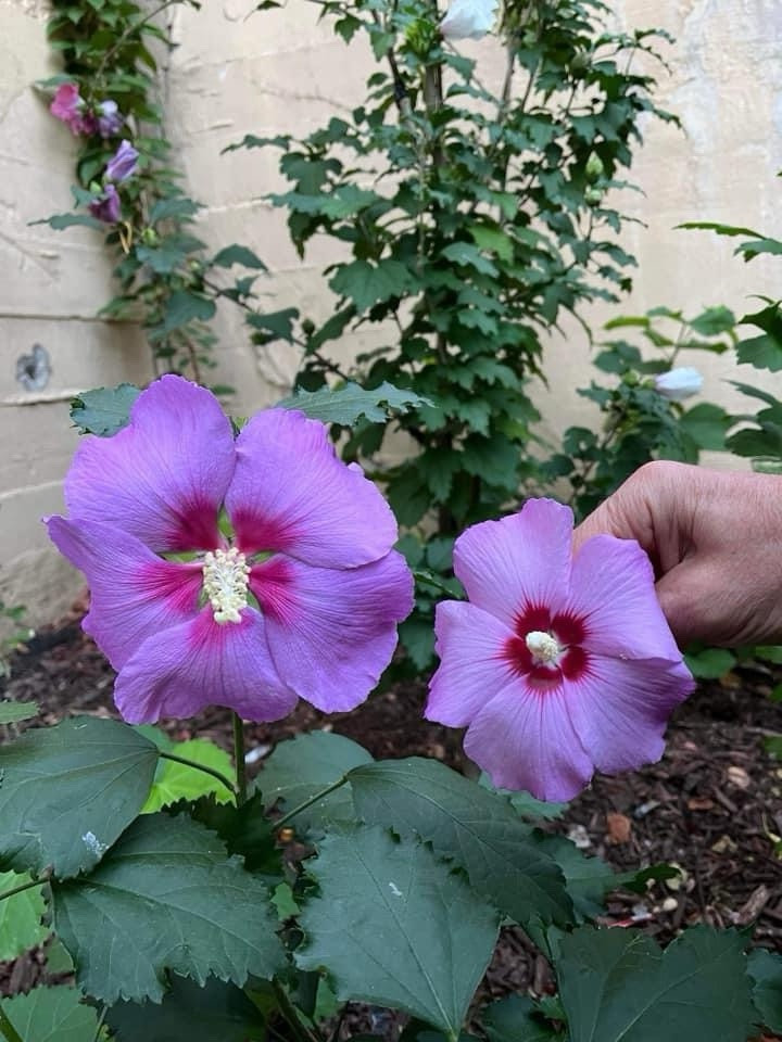 Rose Moon Rare Rose of Sharon Hybrid Seeds (10)