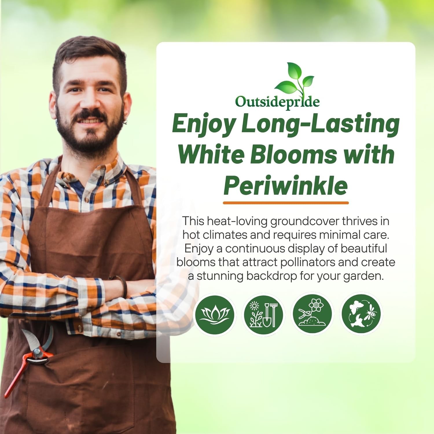 Outsidepride White Periwinkle Seeds for Planting – 2000 Pcs Annual, Fast-Bloomin