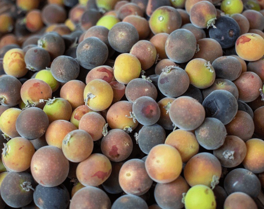 Gooseberry (Dovyalis hebecarpa) Ketembilla Ceylon-Barbed Berry Cranberr 5 Seeds