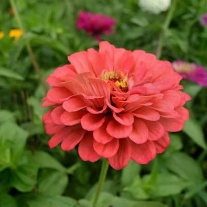 Coral Beauty Zinnia Seeds | Pollinator Giant Salmon Rose Pink Flower Seed 2024
