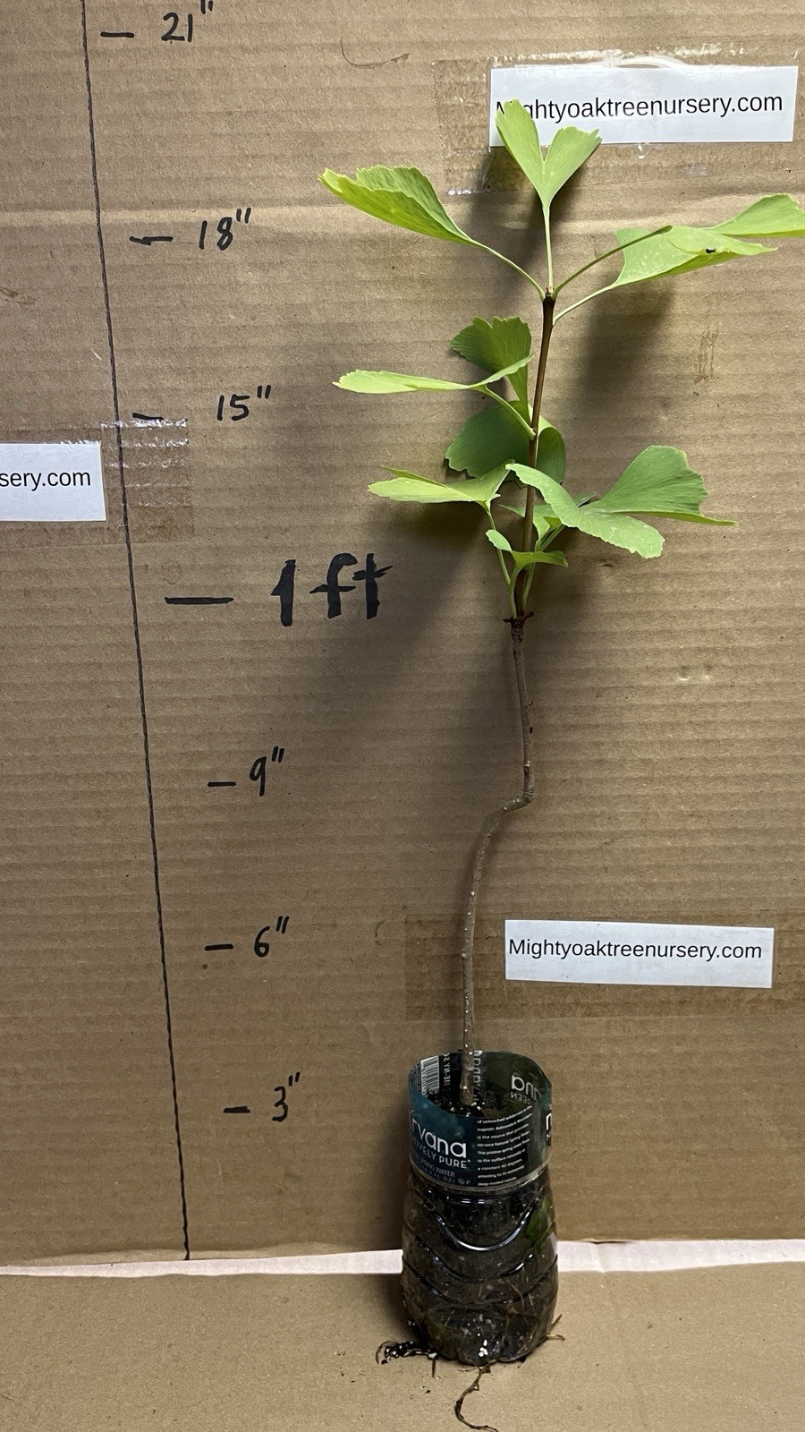 One ginkgo biloba plant. Sent with roots wrapped. 6-12 inches tall