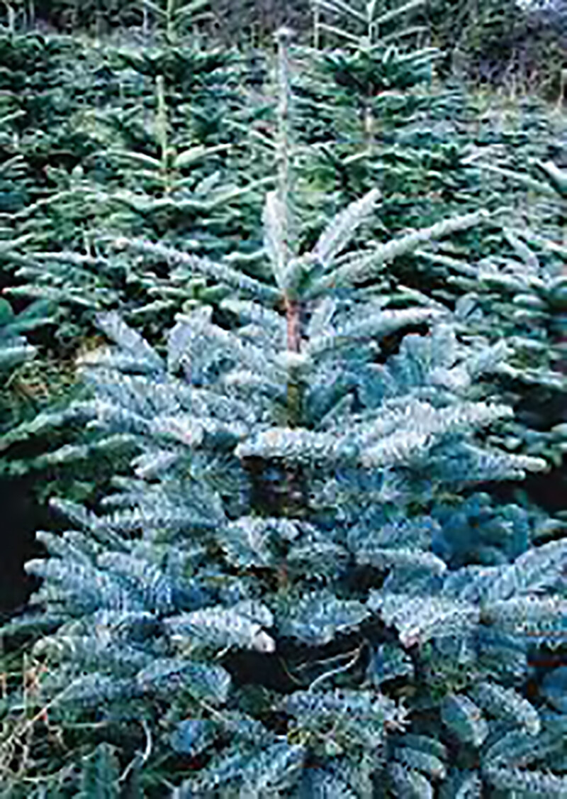 Blue Noble Fir, Abies procera glauca, (Abies nobilis), Tree Seeds