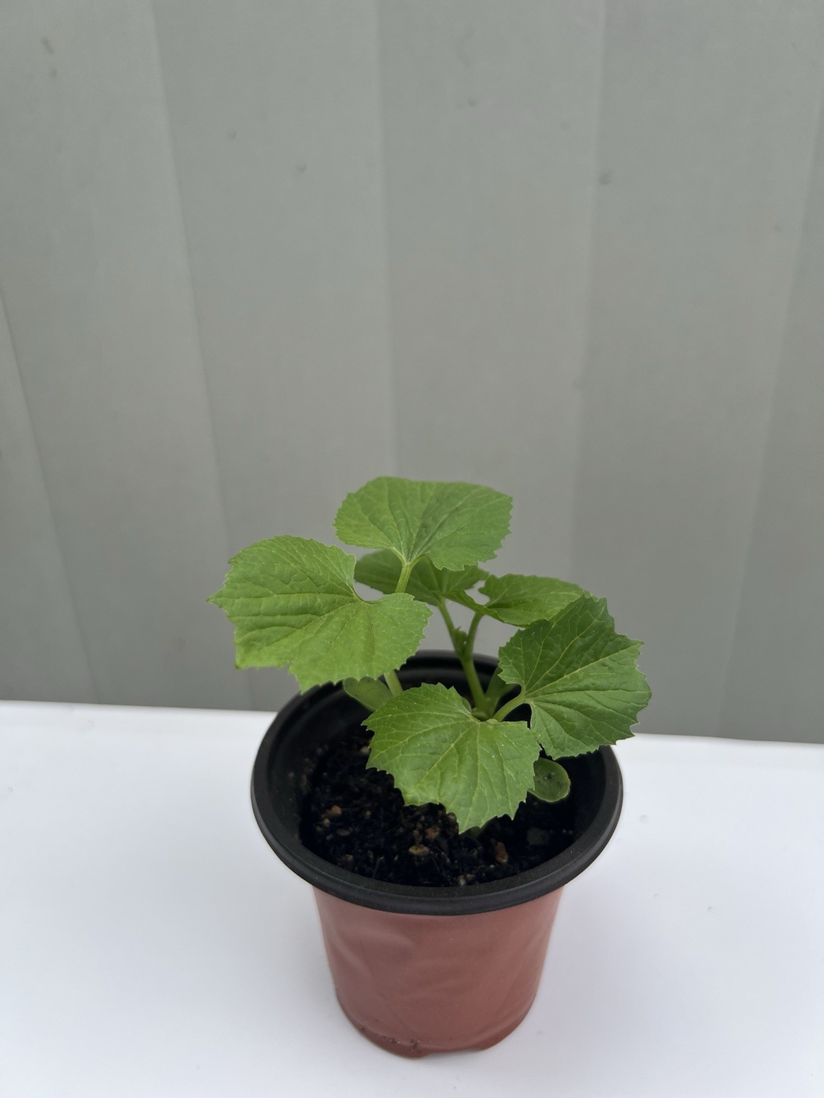 BitterMelon Starter Plant 5” Live Plant With Pot Ready To Plant