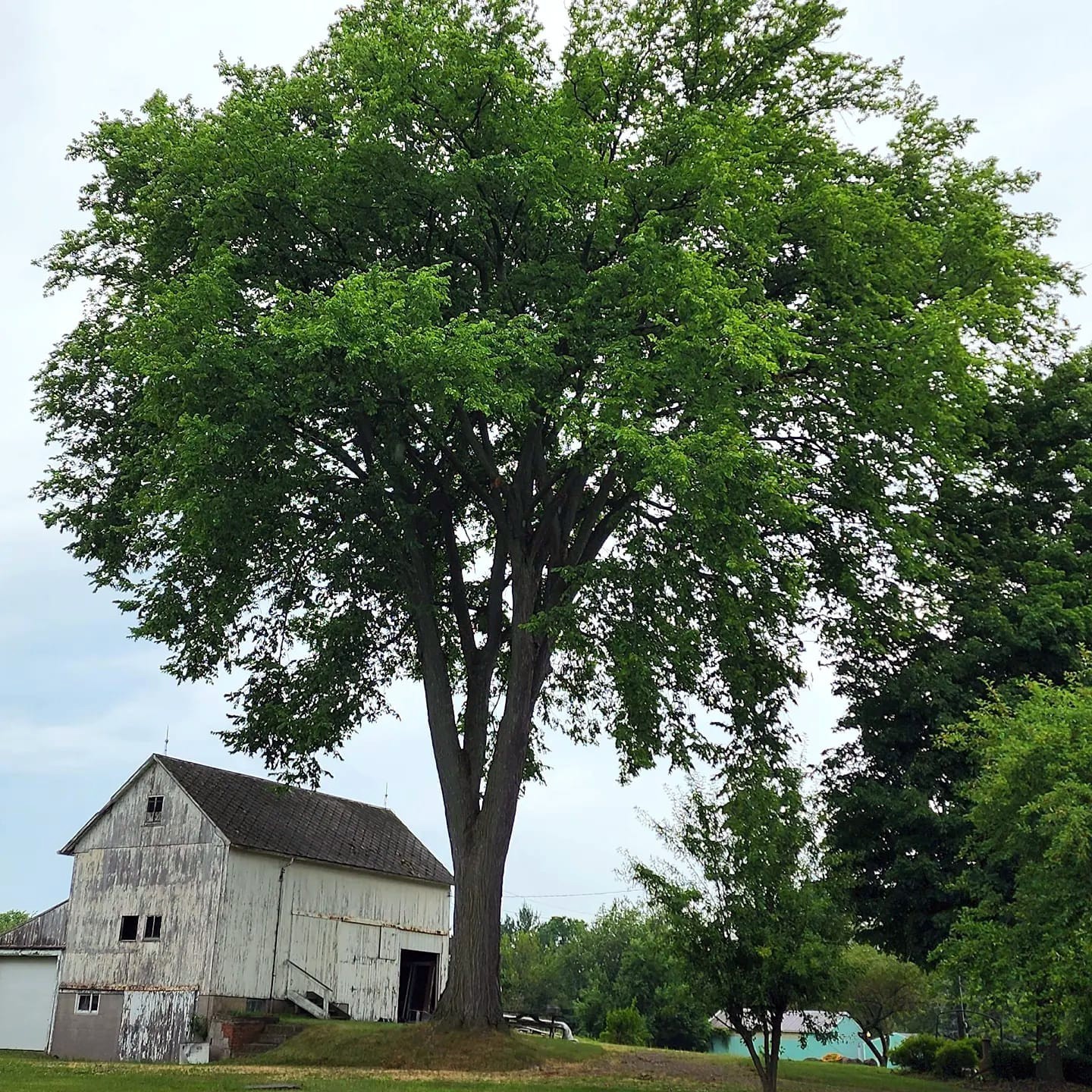 American White Elm Tree Seeds (Ulmus americana) Fast Growing Shade Tree, Hardy-2