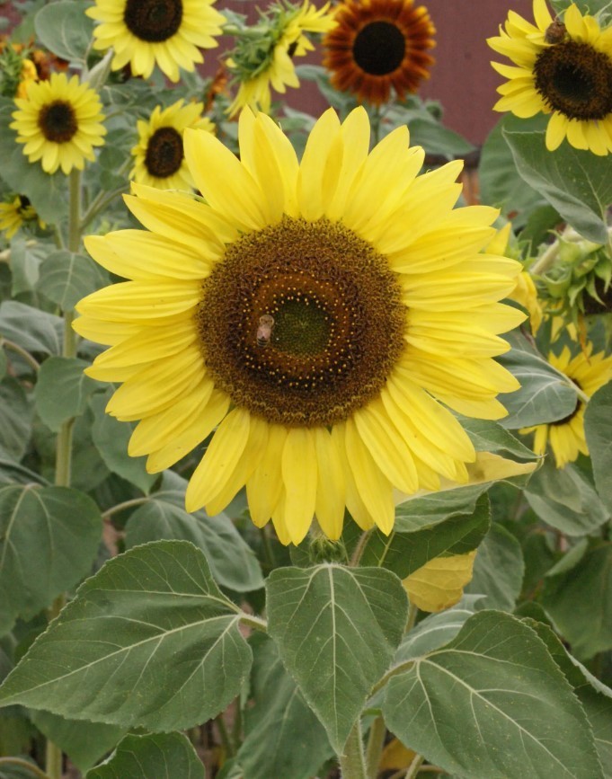 Lemon Queen Sunflower – Pack 25 Seeds – Annual Vibrant Blooms Flower