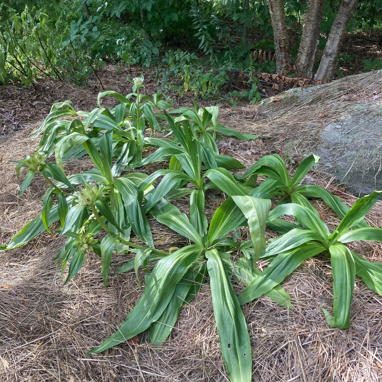 Tibetan Gentian Seeds (Gentiana tibetica) ~Traditional Herb Perennial Garden