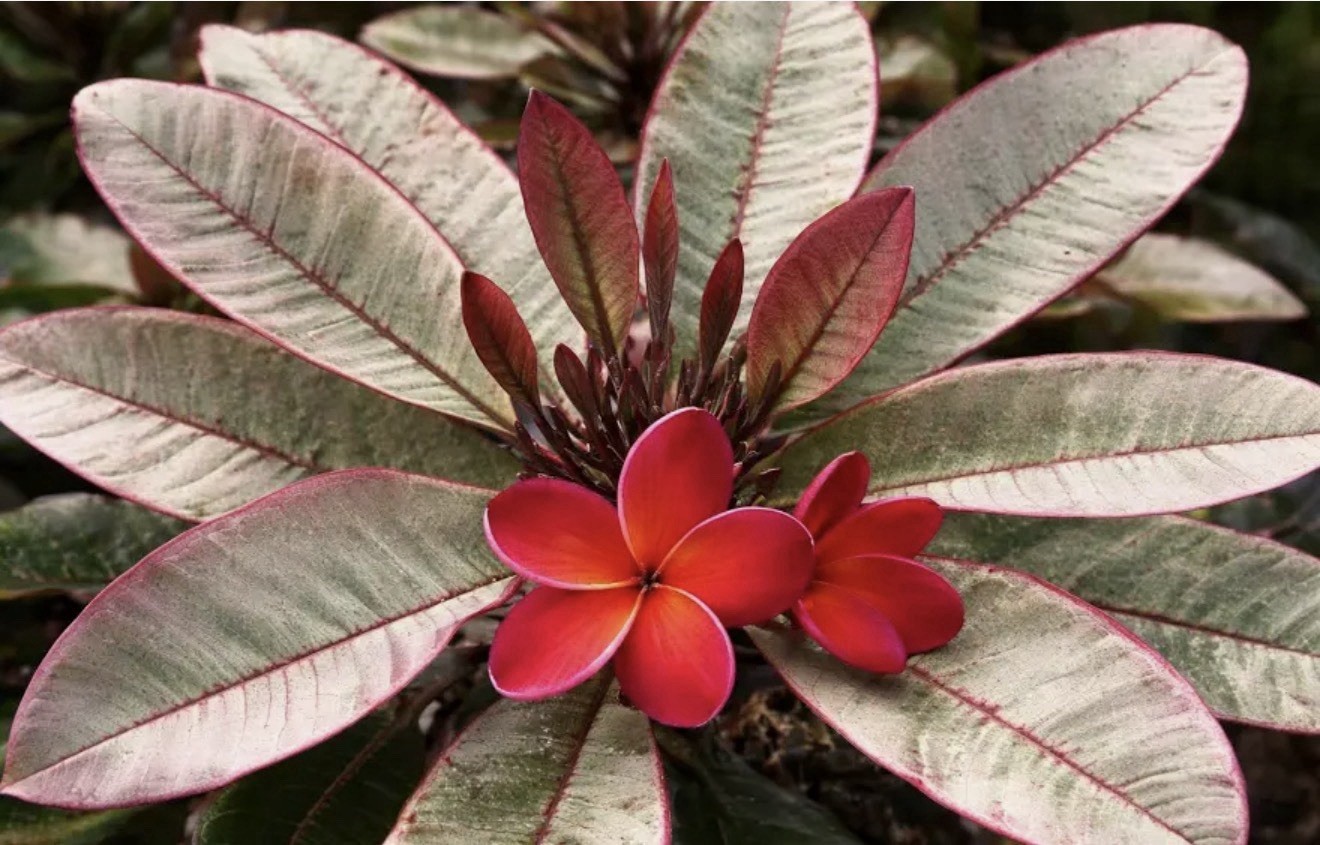 Pink Leaf Variegated Plumeria Frangipani-Rooted & Grafted Plant-Read All Info!