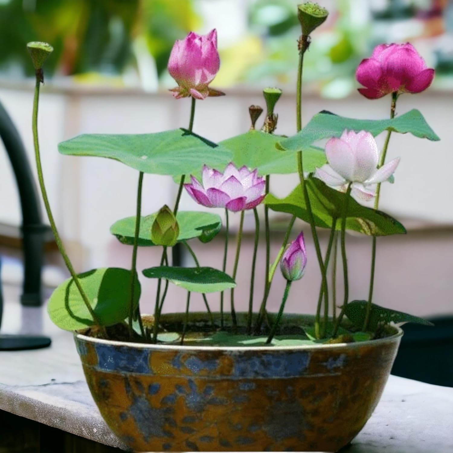 15 Mixed Pink, Red & Green Lotus Seeds for Home Water Gardens – High Germination