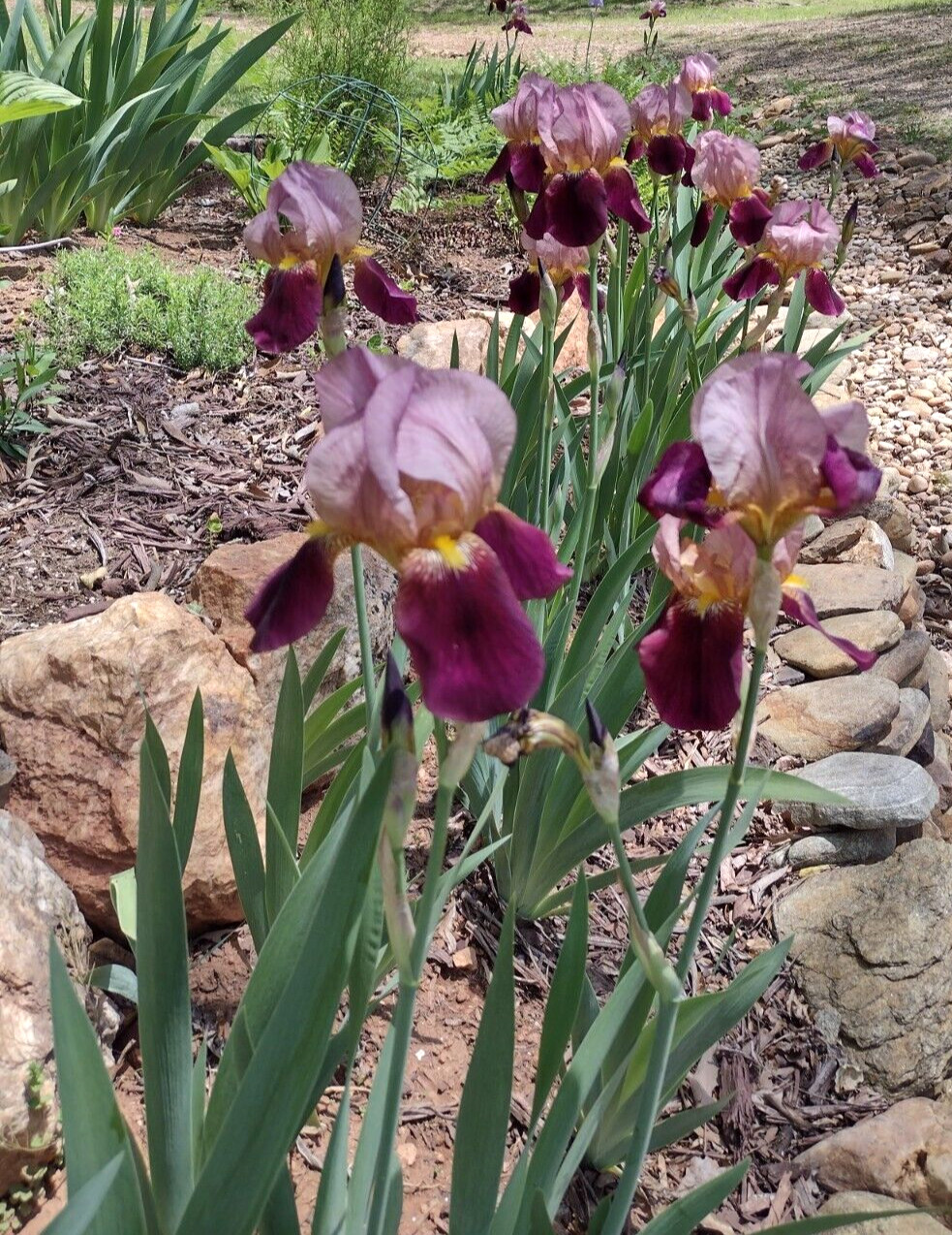 10 Fragrant Bearded Iris Pink/Burgundy Indian Chief Freshly Dug Bulbs Rhizomes
