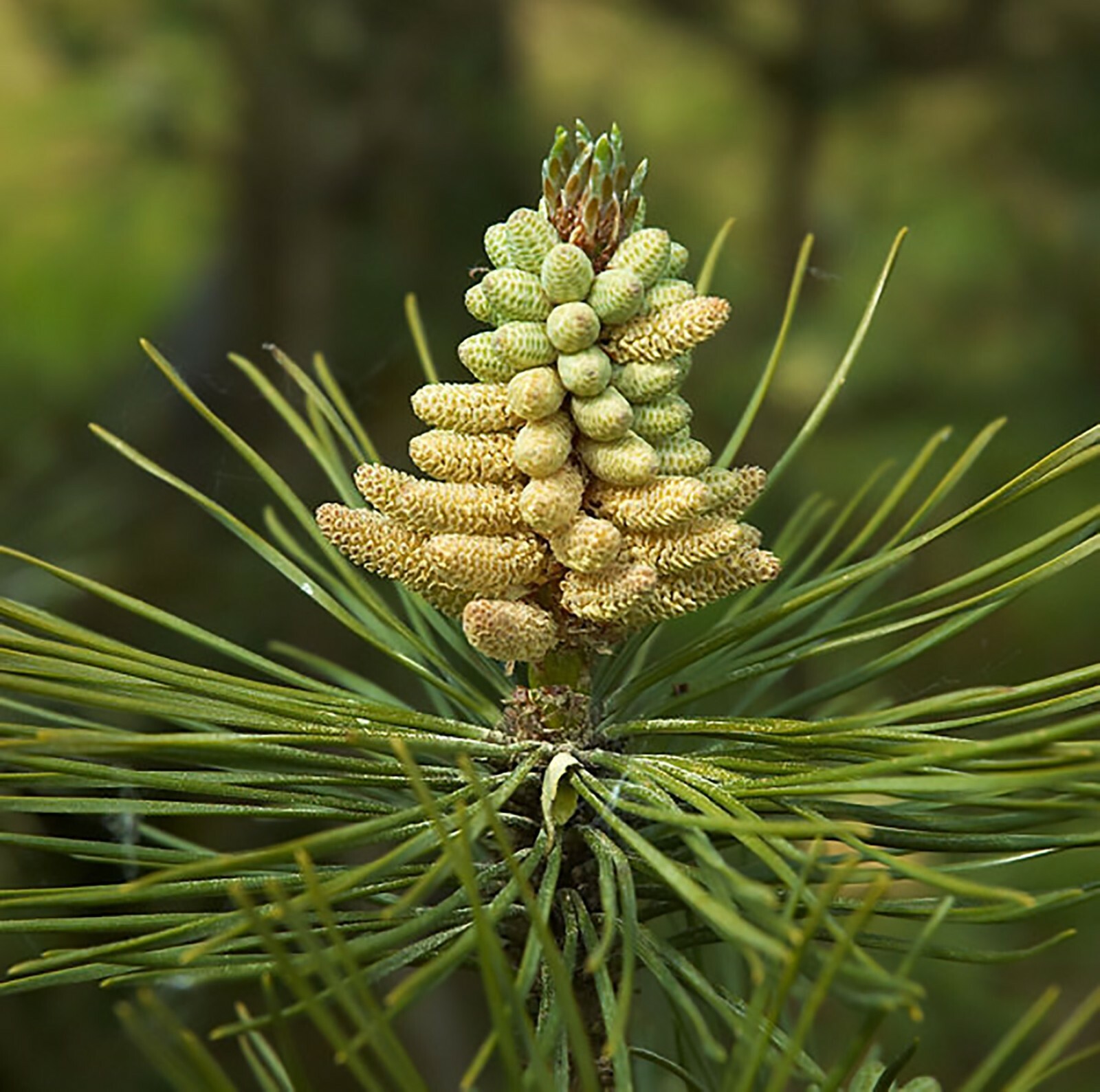 Austrian Pine, Pinus nigra, Tree Seeds (Fast, Evergreen, Hardy, Bonsai)