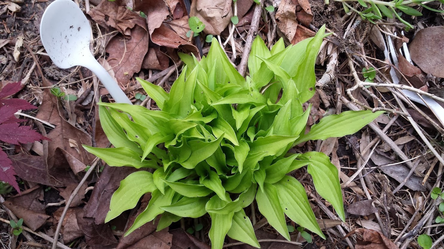 5 Plants – Hosta Munchkin Fire Starter Plants – Rare Miniature Hosta – Perennial
