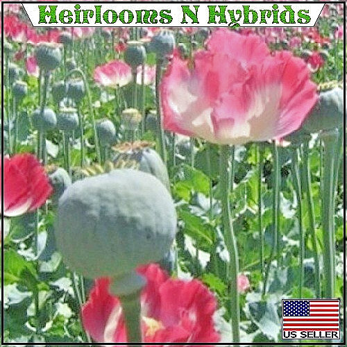 10,000 Mixed Untreated Non-GMO Papver Somniferum Garden Poppy Seeds For Planting