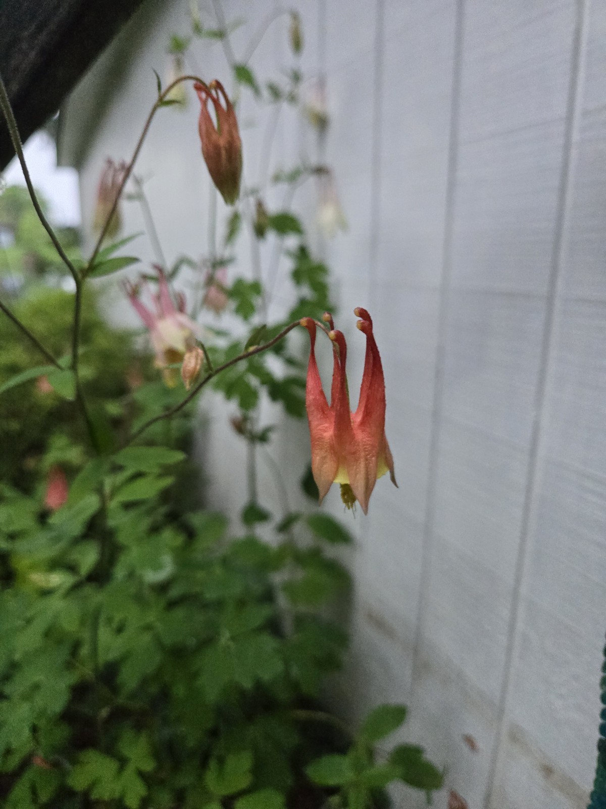 Canadian Columbine Live Plant Wildflower Bare Root Aquilegia Canadensis Flower