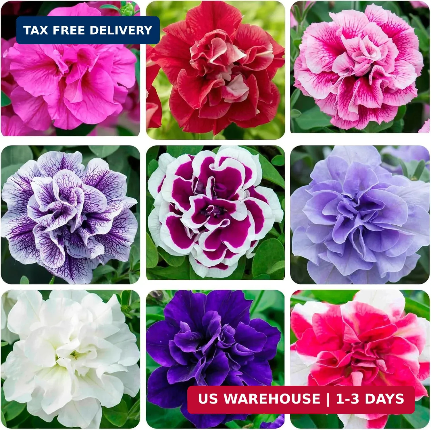 Petunia Seeds (300 PCS) – Low-Maintenance Ornamental, Heat-Tolerant & Long-Bloom