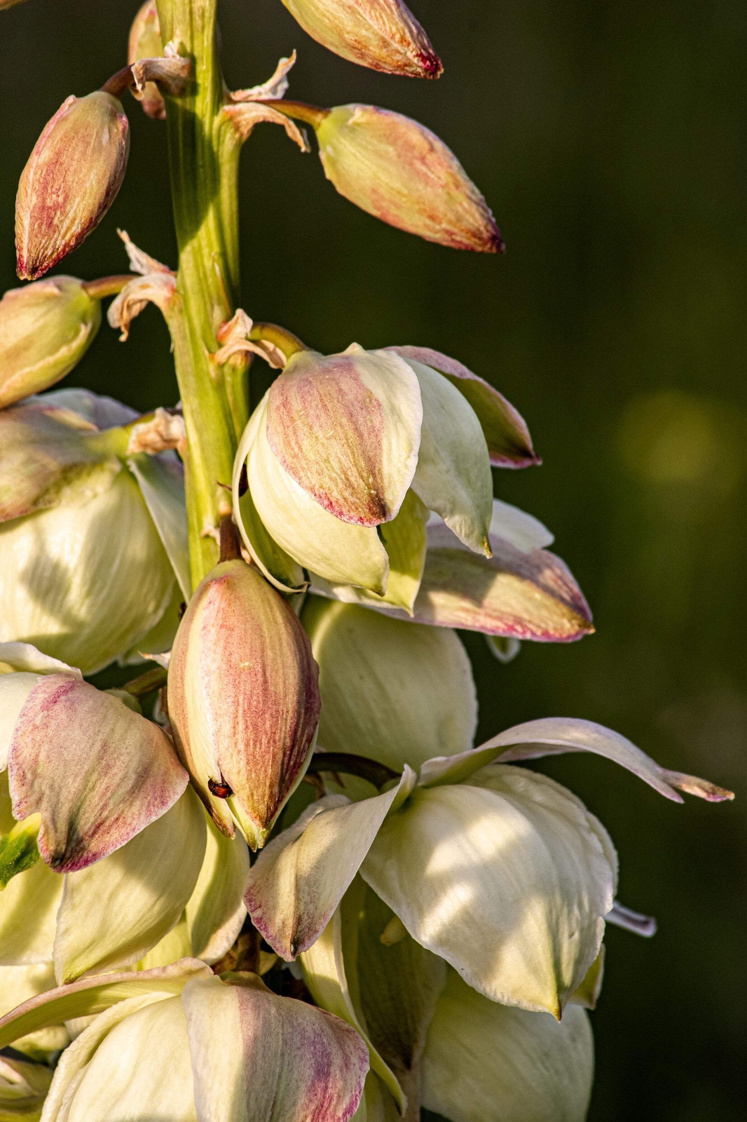 100 YUCCA Glauca (Soapweed, Soapwell, Beargrass, Great Plains Yucca) Flower Seed