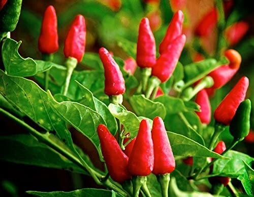30+Organic Small Red Chili Hot Pepper Seeds Thai Chili Hot Pepper Heirloom USA