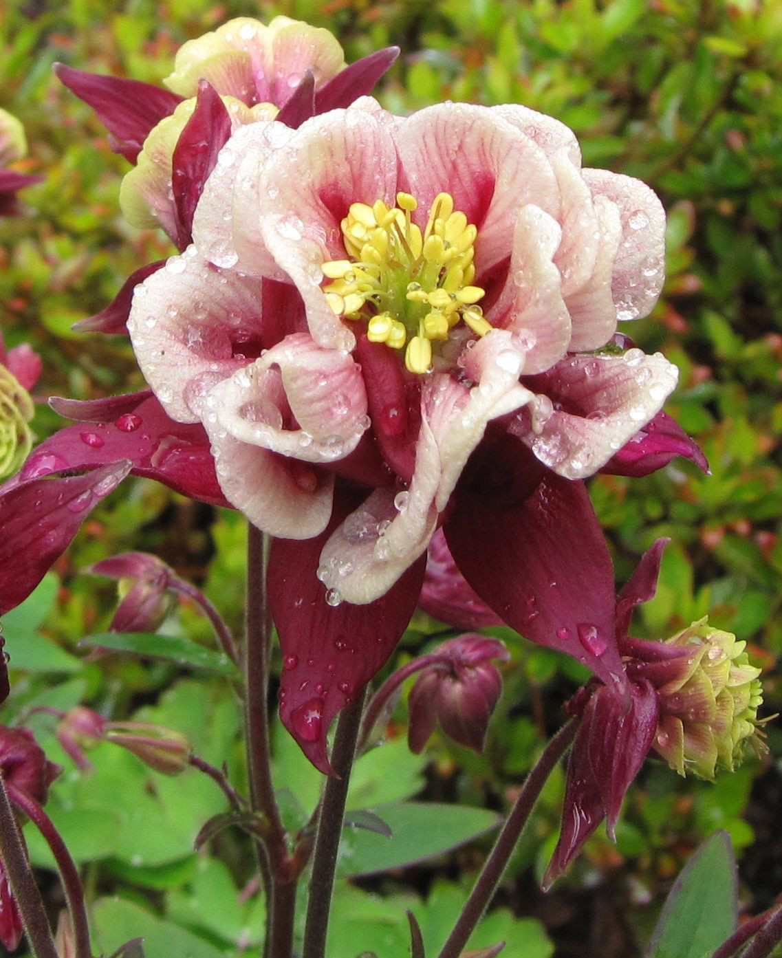 COLUMBINE MIX, 202+ SEEDS, ALL KINDS AND COLORS, AQUILEGIA, NICE SHADE FLOWERS
