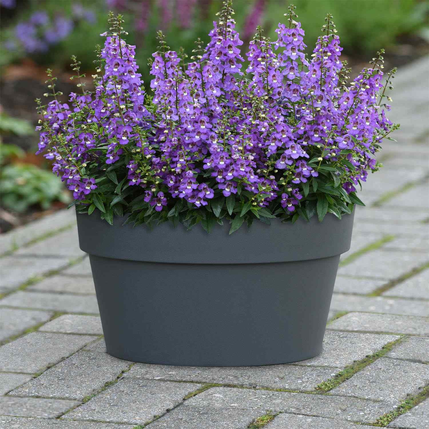 15 Seeds Angelonia Serena Blue – Angelonia Flower Seeds